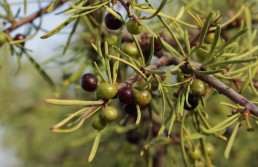 Un estudio determina que las aves migratorias de invierno dispersan casi el 90% de las semillas del entorno del olivar