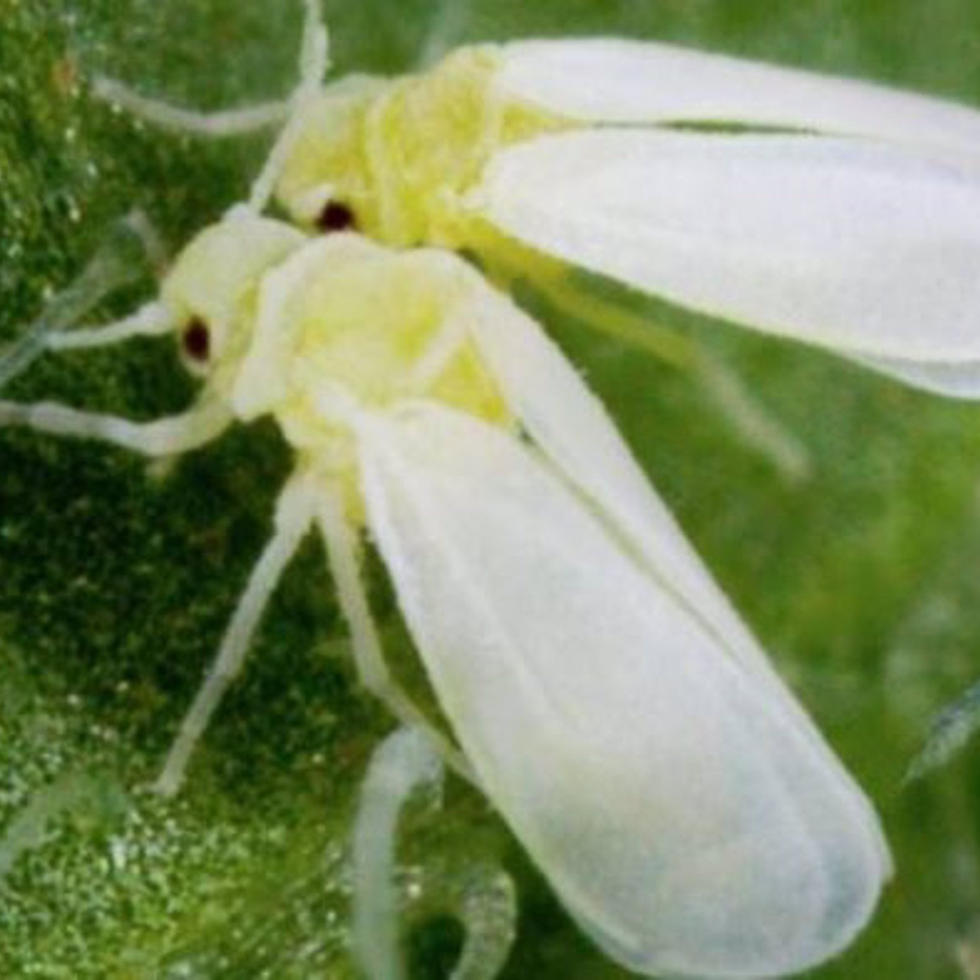 El Ministerio autoriza excepcionalmente el uso del sulfoxaflor contra la mosca blanca del caqui en la Comunitat