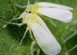 El Ministerio autoriza excepcionalmente el uso del sulfoxaflor contra la mosca blanca del caqui en la Comunitat