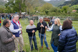 Casi un millar de animales participan en la XV Feria Ganadera de Bárcena de Pie de Concha