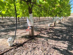 Investigadores de UMH trabajan en un cultivo de albaricoques de alta calidad que requiera menos agua de riego