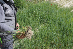 Asaja calcula pérdidas de dos millones de euros para los cerealistas alicantinos por la sequía