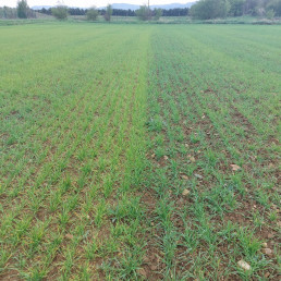 Álava incrementa la superficie de producción ecológica un 28% en el último año para llegar a las 5.933 hectáreas