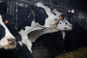 La OMS alerta de que hasta 36 ganaderías de vacas de EEUU tienen gripe aviar: "El virus se está adaptando a mamíferos"