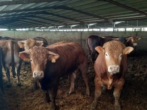 UPA-UCE Extremadura destaca que la ganadería "inicia su recuperación" después de "años de problemas" por clima y precios