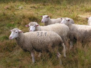 Asaja urge al Gobierno de C-LM a activar un sistema de retirada de lana de las explotaciones ganaderas