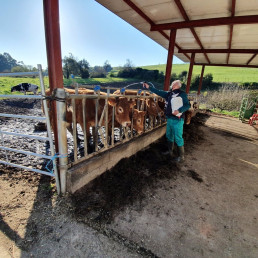 Cantabria lanza ayudas a ganaderos para pruebas diagnósticas, vacunaciones y medidas sanitarias