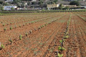 Asaja alerta de la "situación catastrófica" de uva Moscatel de secano por una merma del 85% de la producción