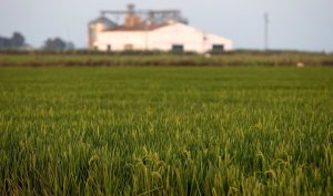 Autorizada la ampliación de la cuantía destinada a las ayudas agroambientales en 150,6 millones