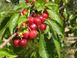 Agricultura saca a consulta unas ayudas urgentes para explotaciones de cereza afectadas por tiempo adverso