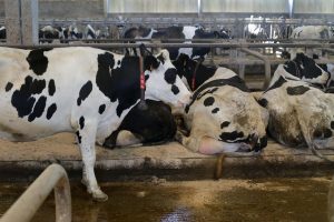 Gobierno y organizaciones agrarias abordarán los retos, necesidades y el futuro de la ganadería extensiva