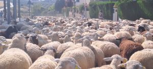 Más de 1.200 ovejas cruzan el casco urbano de Salteras en una "fiesta de la trashumancia"