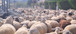 Más de 1.200 ovejas cruzan el casco urbano de Salteras en una 