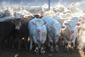 Ministerio Agricultura admite una "ligera reducción" de explotaciones ganaderas pero más por una cuestión generacional