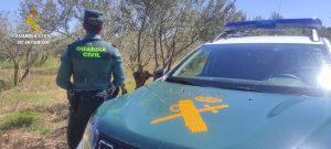 Un detenido y un investigado por sustraer 2.000 kilos de aceituna en Campos de Paraíso (Cuenca)