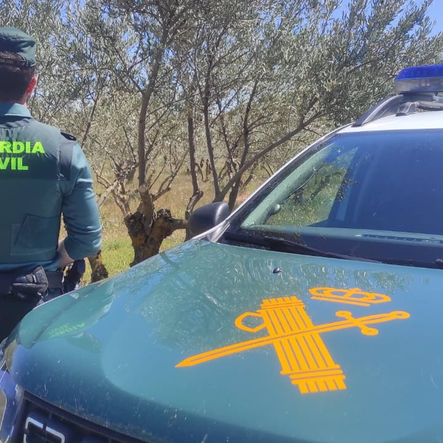 Un detenido y un investigado por sustraer 2.000 kilos de aceituna en Campos de Paraíso (Cuenca)