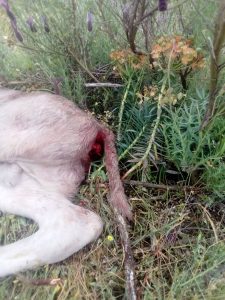 Un ataque de buitres acaba con la vida de un ternero en la comarca de Ciudad Rodrigo (Salamanca)