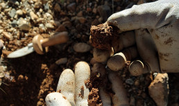 AVA-Asaja pide soluciones contra el escarabajo que ya daña más del 80% de las trufas valencianas