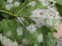 Agricultura confirma la identificación en San Asensio de las primeras manchas de mildiu en un viñedo riojano