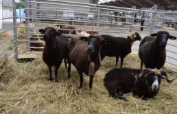  El Principado destina 90.000 euros al fomento de las razas autóctonas