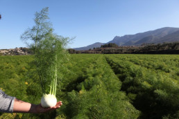 Agricultura renueva las bases reguladoras de las subvenciones dirigidas a certificar la producción ecológica