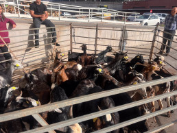 Funccet lidera un proyecto de mejora de la raza caprina en Cabo Verde