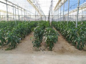 Aprobado el I Plan Estratégico para las Frutas y Hortalizas de Invernadero con un presupuesto de 441 millones