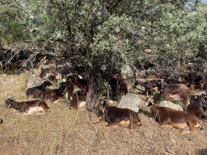  El pastoreo de cabras del Ayuntamiento prevendrá incendios forestales