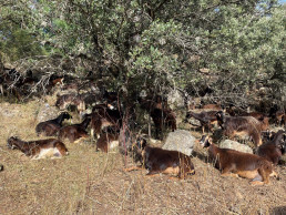  El pastoreo de cabras del Ayuntamiento prevendrá incendios forestales