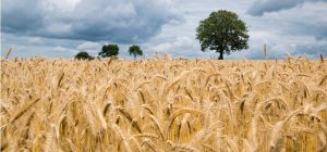Agricultura destina 13,6 millones "ampliables" para subvencionar la suscripción de pólizas de seguros agrarios