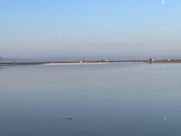 AVA-Asaja pide compensaciones por los daños de flamencos en los arrozales de La Albufera
