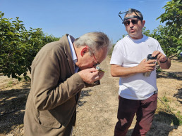 Aguirre visita cultivos de la Ribera Alta para comprobar diferentes ensayos destinados a controlar la mosca blanca