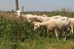 El CITA participa el 6 y 7 de junio en la XXI Reunión de Mejora Genética Animal, en Cartagena (Murcia)