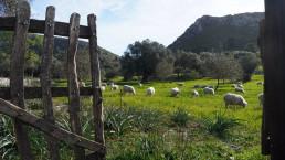 Agricultura abona 3,8 millones de euros de diversas líneas de ayudas al sector primario de Baleares