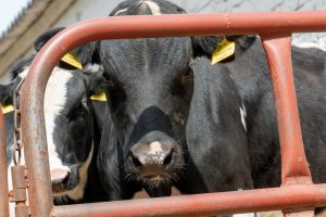 Modificadas las ayudas para invertir en bioseguridad en centros de limpieza de vehículos de transporte de ganado