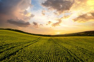 Agricultura destina 234.000 euros a ayudas para las organizaciones profesionales agrarias en 2024