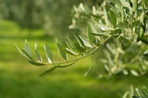 C-LM defiende el aceite de oliva como un producto "insustituible" además de un cultivo de "gran trascendencia social"