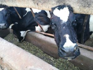 Agricultura destina 319.615 euros ampliables para las ayudas para el control de rendimiento lechero