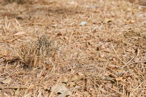 UAGA cree que las ayudas no son suficientes para compensar las pérdidas por la sequía de agricultores y ganaderos
