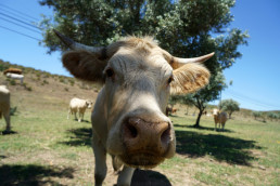 Diputación de Salamanca publica las bases para la exposición de ganado 'Salamaq24', del 5 al 9 de septiembre