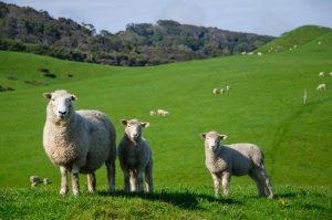 Date de alta y recibe nuestro 👉🏼 Diario Digital AXÓN INFORMAVET ONE HEALTH  Date de alta y recibe nuestro 👉🏼 Boletín Digital de Foro Agro Ganadero  Noticias animales de compañía  Noticias animales de producción  Trabajos técnicos animales de producción  Trabajos técnicos animales de compañía  —