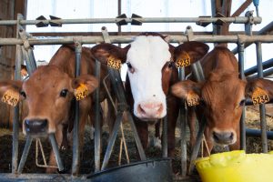 Los veterinarios piden rechazar la modificación de la Ley de Sanidad Animal por sus "impactos negativos a medio plazo"