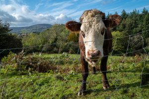 Las CCAA flexibilizan el programa para erradicar la tuberculosis bovina y reducir el sacrificio de ganado