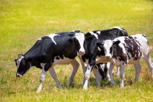 Luis Planas celebra el acuerdo alcanzado entre el ministerio y las comunidades autónomas para modificar el plan de control de la tuberculosis bovina