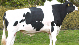 El 14 acaba la inscripción en el concurso de vacuno frisón de San Antonio en Renedo