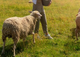 Asaja Ciudad Real exige que se active un sistema de retirada urgente de la lana a los ganaderos