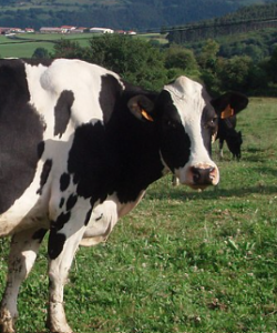 El Gobierno de Asturias destaca la calidad de la raza frisona y el apoyo a los ganaderos