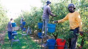 Uno de cada cuatro trabajadores del sector agrícola europeo son migrantes víctimas de explotación laboral, según estudio