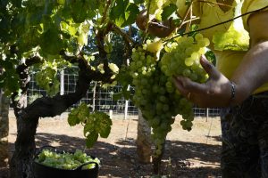 La campaña vitivinícola cerrará previsiblemente con producción de 32 millones de hectolitros, un 21% menos