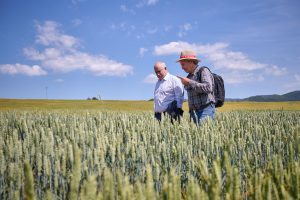INTIA realiza más de 150 ensayos en toda Navarra para lograr "una mayor productividad" del cereal